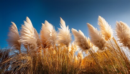Obraz premium pampas grass in the breeze