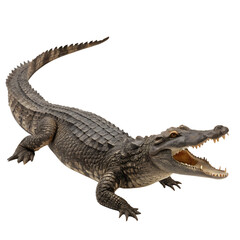 Fototapeta premium Sarcosuchus prehistoric crocodile isolated on a transparent background