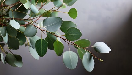 eucalyptus branches