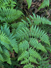 Close-up of fresh green fern leaves in a forest setting, showing detailed fronds layered over each...