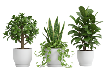 Trio of potted plants jade snake  broadleaf ficus each in a simple white pot