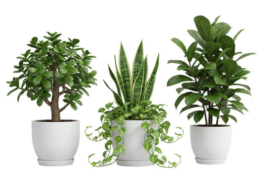 Trio of potted plants jade snake  broadleaf ficus each in a simple white pot