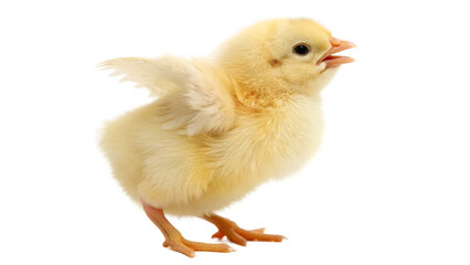 Fototapeta premium chicken isolated on white