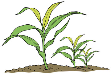 3 Green corn plant, young maize seedling, vibrant leaves, white background, botanical illustration, fresh growth, agricultural crop, organic farming, detailed plant structure, bright green foliage, is