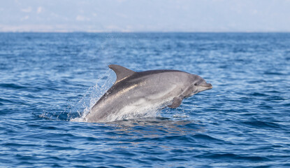 Fototapeta premium dolphin jumping out of water, bottlenose, Santa Barbara 