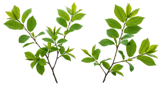 Verdant branches unfurl against the void vibrant leaves reaching natures embrace stems extend