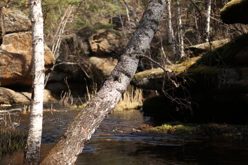dead tree trunk