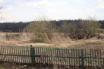 Fototapeta premium fence in the field