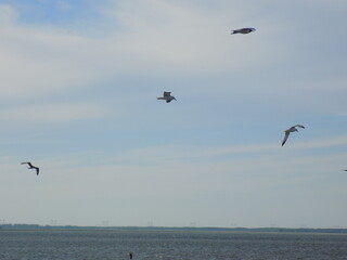Flock of birds soaring above a tranquil river during a clear day in a serene landscape
