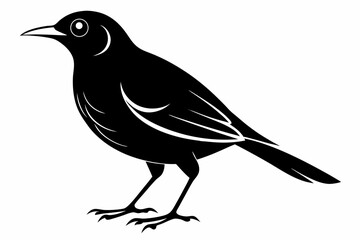 Obraz premium mynah sihouette black vector