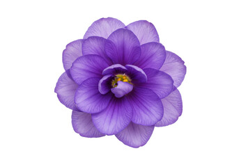 Fototapeta premium Violet bloom with layered petals in darkness a floral closeup