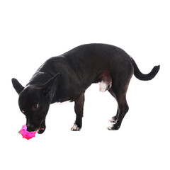 Cute dog chewing toy on white background