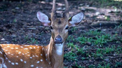 deer in the forest