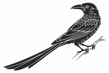 drongo sihouette black vector