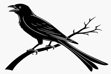 drongo sihouette black vector