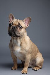 Adorable French bulldog dog sitting on grey background