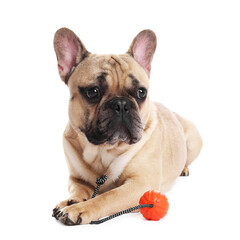Adorable French bulldog dog with pet toy on white background