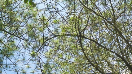 pine forest during the day