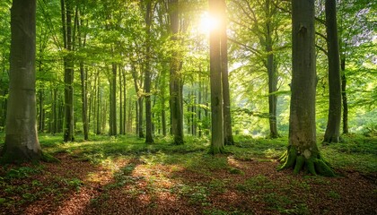 Obraz premium lush green forest with the sun beautifully shining through the beech trees