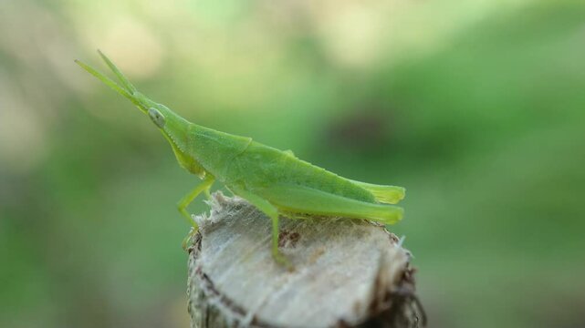 green grasshopper on a twig