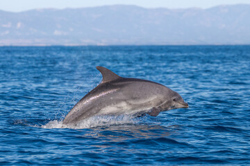 Naklejka premium dolphin in the water, bottlenose, Santa Barbara 