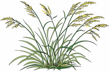 Fototapeta premium 6 Ornamental grass, wispy green blades, clumping growth habit, isolated on white background, botanical illustration, detailed texture, soft lighting, natural plant form, decorative foliage, garden des