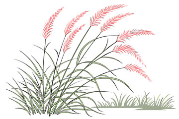7 Ornamental grass, pink feathery plumes, delicate foliage, soft green base, wispy texture, ethereal garden plant, pastel colors, white background, botanical illustration, landscape design element, dr