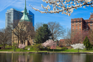 Looking west across Wade Lagoon in Cleveland Ohio's University Circle district with cherry blossoms blooming in early spring