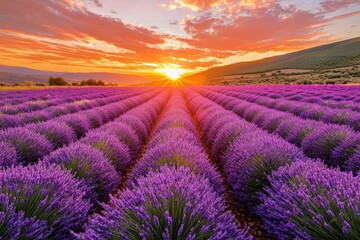 Obraz premium A colorful field of lavender under a vibrant sunset