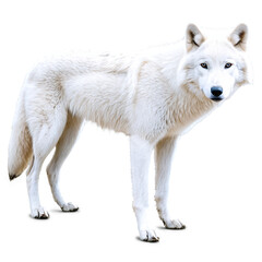 Obraz premium white wolf isolated on transparent background