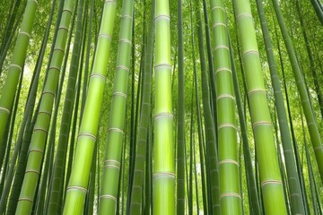 Obraz premium Lush Green Bamboo Forest: Tranquil scene of vibrant bamboo stalks in a serene setting