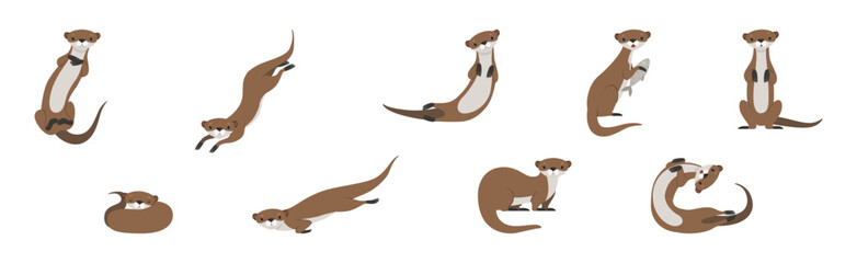 Obraz premium Sea Otter as Marine Mammal and Aquatic Creature with Brown Coat Vector Set