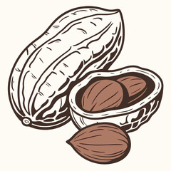 Nut vector isolated on white background