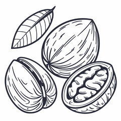 Nut vector isolated on white background