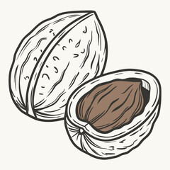 Nut vector isolated on white background