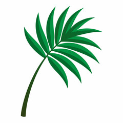 Palm leaf vector isolated on white background