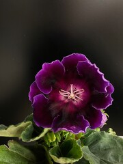 purple gloxinia flower