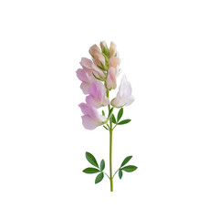Fototapeta premium Delicate Pink Sainfoin Flower on Transparent Background
