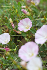 Field bindweed or Convolvulus arvensis or European bindweed or Creeping Jenny with open flowers surrounded with dense green leaves, closeup of Field bindweed flower