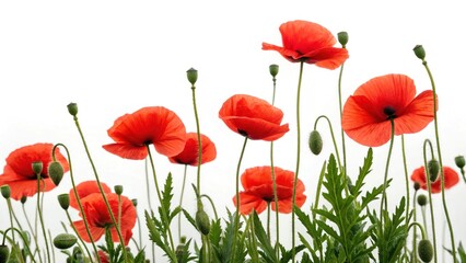 Fototapeta premium Close up of vibrant red poppies blooming against a white background