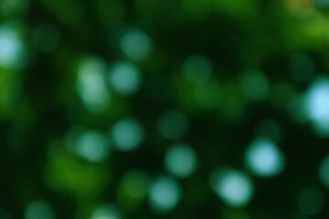 Obraz premium Abstract Forest Canopy Bokeh with Vivid Green and Soft Light Spheres