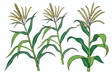 15 Corn stalks, green leaves, tassels, agricultural crop, detailed plant illustration, white background, botanical drawing style, realistic texture, vibrant green, maize plants, farm produce, organic 