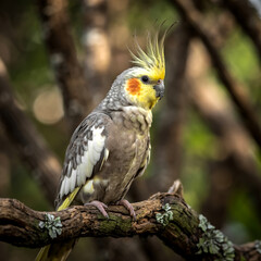A close-up photograph of a cockatiel perched on a wooden branch against a soft, blurred brown background