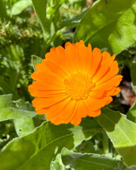 Calendula stellata orange flower in the garden close up. Medicinal plants concept. 