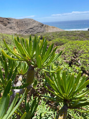 Kleinia neriifolia or Verode plants growing wild in Montana Pelada natural park in Tenerife,Canary Islands, Spain.Travel concept.