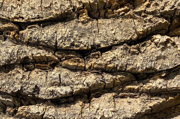 Palm tree bark texture background. Detail of palm tree trunk close up.Selective focus.