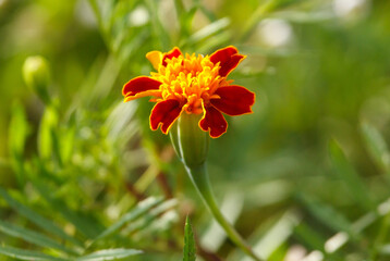 A single orange flower with a yellow center is the main focus of the image