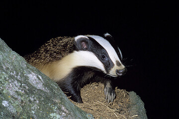 Obraz premium Badger emerges from its burrow at dusk, revealing a striking presence in the twilight