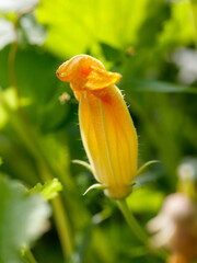 A yellow flower with a brown stem