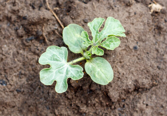 A small plant is growing in the dirt